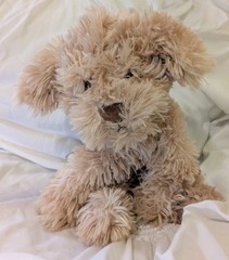 Gund Nayla Cockapoo Puppy Dog Designer Pups Collection Stuffed Animal 10” Lovey