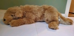 Ditz Designs Golden Retriever Plush Dog 20″ Realistic Hen House Co