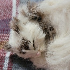 Realistic Looking Adorable Plush Sleeping Cat Replica with Life-Like Details