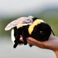 Bumblebee Insect 7 Inch Stuffed Animal Plush Toys Toddler Doll Kids Gifts