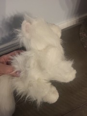Vintage Ganz Webkinz HM110 Persian Cat. White with Blue Eyes No Code Or Tag EUC