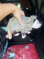 Ganz Webkinz Opossum Plush