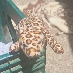 Leopard Print Washable Plush Stuffed Animal Toy Small 6-14 in Beige 2024