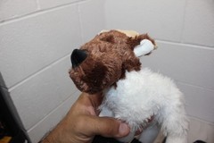 DOUGLASS 2015 Cuddle Toys #4030/2598 Plush Reindeer? Moose? white/brown RARE!!
