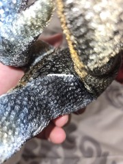 Game Of Thrones Dragon Plush Poseable Wings