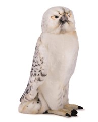 HANSA Gyr Peregrine Falcon 35 Animal Plush Toy