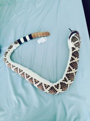 Rattle Snake Plush