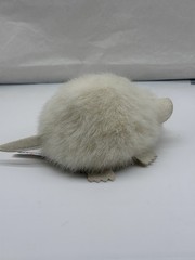 Vintage Mouse Rat Plush Mary Meyer 1998 White Furry Stuffed Animal Black Eyes 7”