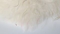 Real Fur Adorable Baby Harp Seal Stuffed Animal Toy Decor Realistic