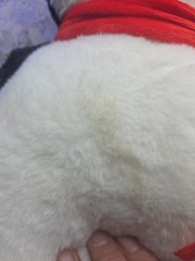 Odoxia Weighted Plush