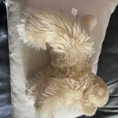 Douglas White Chocolate Cocker Spaniel Dog Tan Cream Beige Rare 2013 #1928