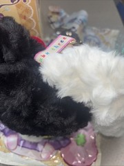 Baby Three Lily Rabbit Town Black/White Bunny W/Clothes NEW Confirmed W/Box Card
