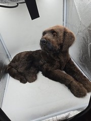Realistic Chocolate Lab Puppy 19 Inches Long 10 Inches Tall Not Real