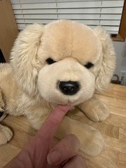 Toys R Us FAO Schwarz Golden Retriever Stuffed Plush 18” 2012 Laying Down