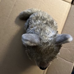 Wild Republic Timber Wolf 8” Sitting Plush Toy Soft Stuffed Animal Realistic