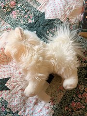 Douglas Cuddle Toys Phoebe White Pomsky # 1704 Stuffed Animal Toy