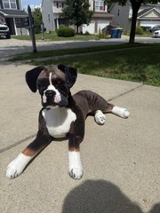 Bob The Boxer | 31 Inch Stuffed Animal Plush | By TigerHart Toys
