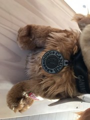 Canine Crooners Jack the Cocker Spaniel Plush Sings Love Hurts Animated Toy