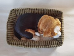 PawFection 5 inches (H) x 12 (L) x 9 (W), Gold; Brown; Black;