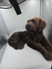 Realistic Chocolate Lab Puppy 19 Inches Long 10 Inches Tall Not Real