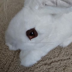 Ditz Designs by The Hen House SMALL White Bunny Rabbit soft Stuffed Plush