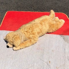 Plow & Hearth Golden Retriever Plush 44″ Body Pillow Cuddle Dog Realistic Animal