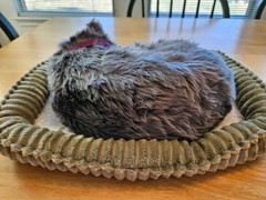 PERFECT PETZZZ Gray Shorthair Cat – NEW IN BOX – “Original Breathing Pet”