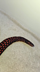 Simulation Python Snake Plush Toy Soft Zodiac Dolls – Red Python