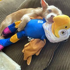Dog Toy/Plush/ Clutch FIFA World Cup Eagle/squeaky belly/crinkle wings and legs￼