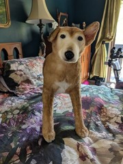 Cuddle Clones Mixed Breed Tan Plush Dog Life Like Realistic 16″ x 20″ Bella Exc