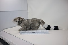 Wishpets 2011 Plush Grey Gray Standing Ringtail Cat 12″ Black White Striped Tail