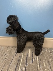 Vintage Steiff Snobby Black Poodle Mohair Jointed Glass Eyes Ear button 1950