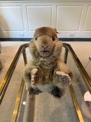 Vintage Steiff Molly Piff Marmot Groundhog 12″ 0346/30 + Ear Tag