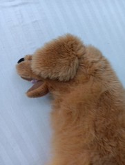 Melissa & Doug Large Golden Retriever Life-Size Plush Dog Stuffed Animal 31″