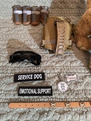 ESSA Emotional Support Douglas Dog🐶Golden Retriever With All Gear Included🐶
