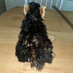 Webkinz Signature Yorkie Dog Plush Ganz Stuffed Animal WKS1014 NO CODE