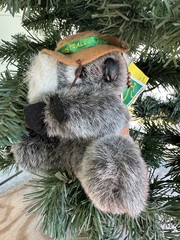 Stuffed Koala Bear Australian Made Featherdale Wildlife Park SYDNEY AUSTRALIA