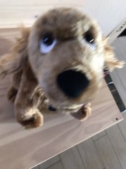 Canine Crooners Jack the Cocker Spaniel Plush Sings Love Hurts Animated Toy