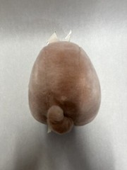 Oshko International Corp. Chubby Round Stuffed Animal Girl Pig Plush With Bow