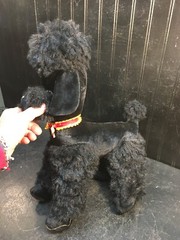 Vintage Carnival Prize Black Poodle Dog Stuffed Plush With Glass Eyes 15in Size
