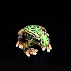 17cm Realistic Black Spotted Frog Plush Toy Soft Stuffed Animal Cute Frog Doll