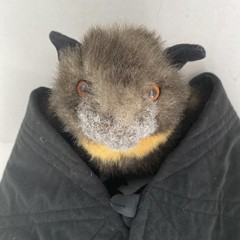 Fiesta Fruit Bat Plush Stuffed Animal Black Gray Yellow Wingspan 30″