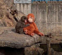 Orangutan “Punch Monkey” Plush Toy – IKEA Brown Color Djungelskog Stuffed Animal