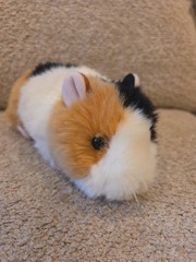 Aurora – Miyoni – 7.5″ American Guinea Pig Realistic Stuffed Animal Euc