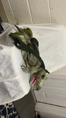 Green T-Rex Dinosaur Backpack Stuffed Animal Toy Toddler Kids