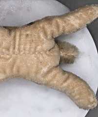 Vintage Steiff Floppi Hansi • Sleeping Mohair Bunny • 1950s • Cardboard Tag
