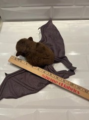 Vintage Soundprints plush Bat
