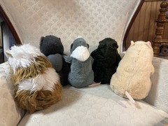 Lot Of All 5 Disney Store G-Force 10” Plush Guinea Pigs & The Mole 2009 6 Total