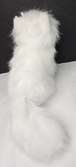 Webkinz White Persian Cat Plush HM110 SEALED CODE 8” Retired Ganz NOS