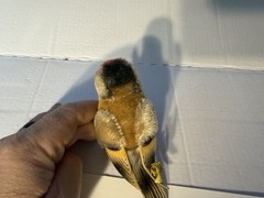 Steiff Bird Plush Stuffed Animal Vintage 1960 MPN 2564 Mini Yellow Ear Tag